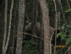 post-1677-0-56545700-1324540222_thumb.jp