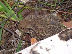 post-1724-0-12976100-1324569679_thumb.jp