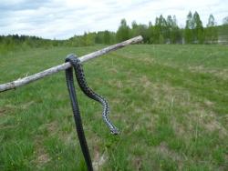 post-2838-0-21249400-1324572481_thumb.jp