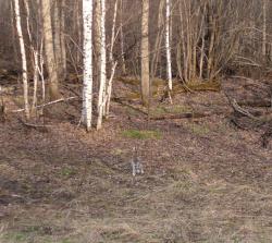 post-3072-0-78395400-1323780812_thumb.jp