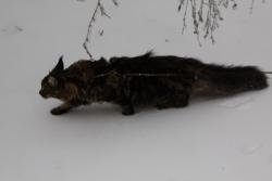 post-4341-0-07240600-1323726309_thumb.jp