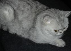 post-4341-0-34595900-1323724832_thumb.jp