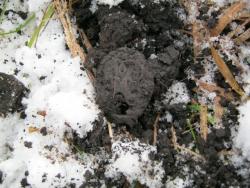 post-5580-0-11126900-1323619328_thumb.jp