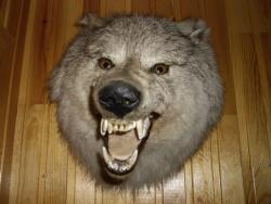 post-7090-0-17257100-1323595904_thumb.jp