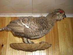 post-7090-0-24005800-1323603187_thumb.jp