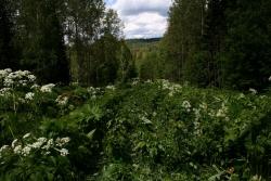 post-7090-0-39196800-1324403031_thumb.jp