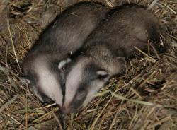 post-7090-0-50296400-1324526507_thumb.jp