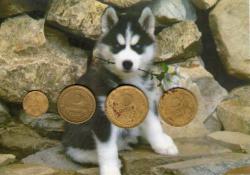 post-13075-0-23599400-1356430676_thumb.j