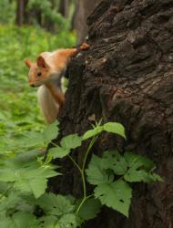 post-13075-0-44564300-1356538237_thumb.j