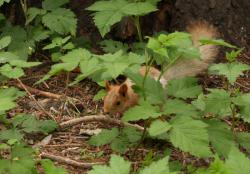 post-13075-0-81287100-1356538928_thumb.j