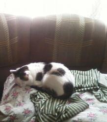 post-1580-0-27426300-1354954906_thumb.jp