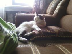 post-1580-0-53572600-1354954945_thumb.jp