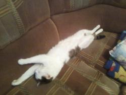 post-1580-0-77848900-1354954986_thumb.jp