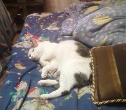 post-1580-0-97984000-1354955087_thumb.jp