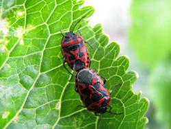 post-3156-0-67522400-1356611475_thumb.jp