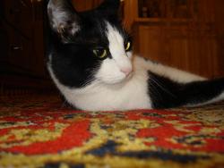 post-4446-0-99616500-1354959855_thumb.jp