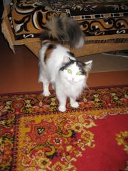 post-4632-0-34695700-1354946963_thumb.jp