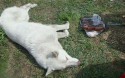 post-5279-0-75005500-1356088326_thumb.jp