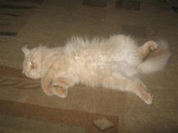 post-6368-0-04480400-1355093110_thumb.jp