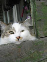 post-6368-0-19713900-1355091184_thumb.jp