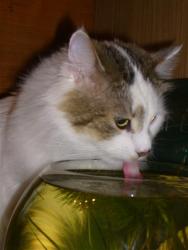 post-6368-0-23406100-1355091267_thumb.jp