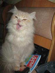 post-6368-0-34339500-1355092965_thumb.jp