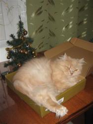 post-6368-0-35391100-1355093032_thumb.jp