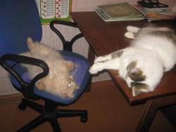 post-6368-0-58715200-1355093339_thumb.jp