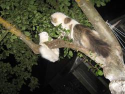 post-6368-0-82527600-1355091233_thumb.jp