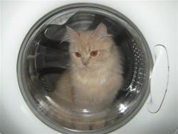 post-6368-0-94561700-1355092985_thumb.jp