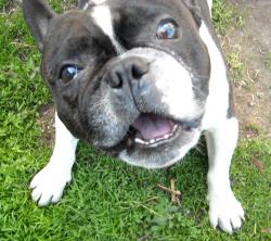 post-9540-0-70025800-1356086517_thumb.jp