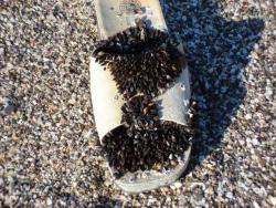 post-17309-0-93580700-1386532653_thumb.j