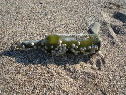 post-17309-0-97246600-1386532637_thumb.j