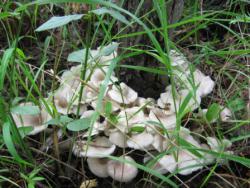 post-28774-0-57764700-1387102290_thumb.j