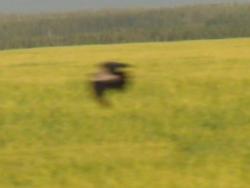 post-29383-0-32614900-1386169869_thumb.j