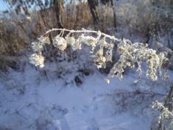 post-4485-0-44482100-1386597248_thumb.jp