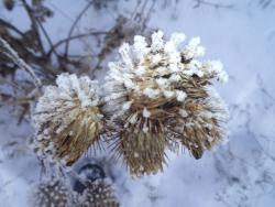 post-4485-0-47302100-1386596948_thumb.jp