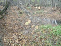 post-4998-0-80775500-1386925845_thumb.jp