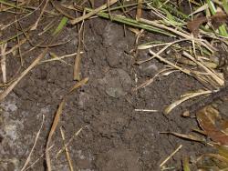 post-7090-0-52012500-1386295522_thumb.jp