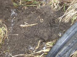 post-7090-0-64768600-1386295480_thumb.jp