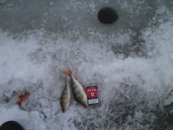 post-7121-0-64163400-1386148784_thumb.jp