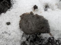 post-7929-0-54239600-1386410892_thumb.jp