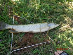 post-10547-0-56037400-1417942654_thumb.j