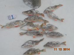 post-11523-0-41995600-1418398465_thumb.j