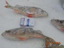 post-11523-0-91537400-1418398398_thumb.j