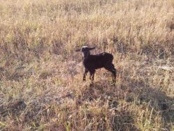 post-14670-0-05887300-1419957984_thumb.j