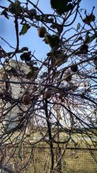 post-19230-0-16220400-1417682413_thumb.j