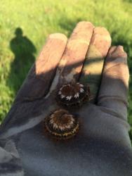 post-25250-0-80536200-1419617322_thumb.j