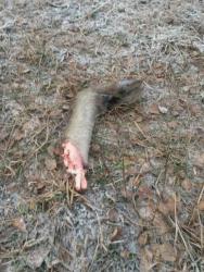 post-27784-0-12050800-1418043175_thumb.j