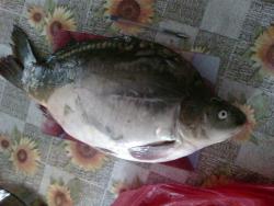 post-28141-0-56600800-1419938345_thumb.j